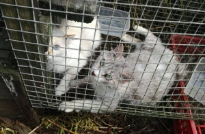 Под Гаркалне за жестокое обращение у женщины изъяли 45 кошек