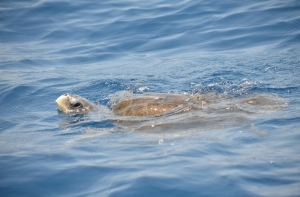 У побережья Мексики погибли сотни очень редких морских черепах