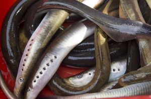 Пожарного подозревают в незаконной ловле миноги