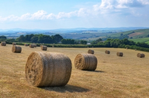 Крадут уже у лошадей: воры утащили сено на 2000 евро