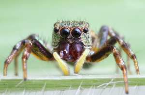 Ученый: взрослые боятся пауков из-за страшилок в детстве