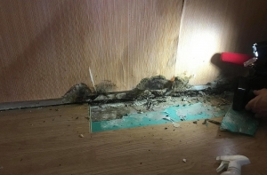 В Добеле в жилом доме растут «ядовитые» грибы: дума в помощи отказала