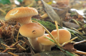 Начало грибного сезона: отравившийся мужчина попал в больницу