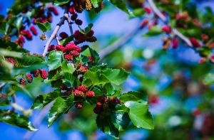 Двухлетний ребенок отравился лесными ягодами