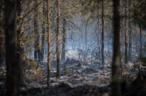ГСЛ: в лесах Латвии сохраняется высокая пожароопасность