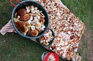 Латвийцы хвастаются в соцсетях урожаем грибов