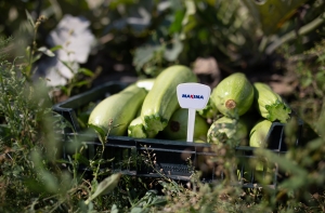 Maxima: более половины латвийцев едят овощи реже одного раза в неделю