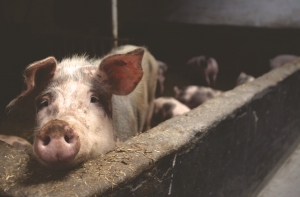 Завершилась ликвидация инфицированных АЧС свиней