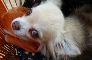 Торговцы: покупатели, не надо брать питомцев с собой в магазин!