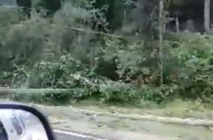 Непогода в Гулбене: дождь и ветер «косят» деревья