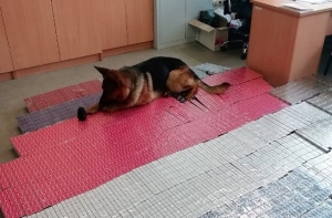 У злоумышленников не получилось обмануть служебного пса: изъято 100 000 сигарет