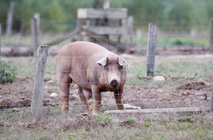 Не только Латвия: свиная чума зафиксирована в 10 странах ЕС