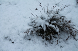 В Латвии уже выпал первый снег