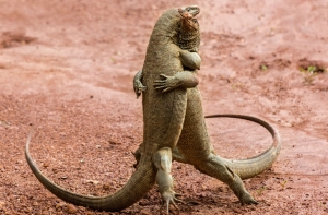 Финалисты конкурса Comedy Wildlife Photography Awards