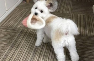 Очаровательные животные, которые вызовут у вас улыбку (18 фото)