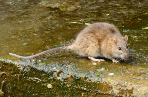 Выявлен первый случай заражения гепатитом Е от крысы
