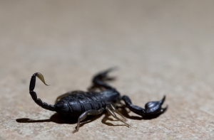 В Бразилии новорожденная девочка выжила после семи укусов скорпиона