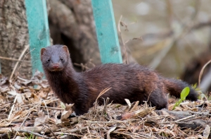 На норковой ферме Grobiņa устранили нарушения ветеринарных норм
