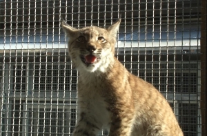 Рижский зоопарк приютил сбежавшую из дома рысь