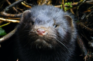 Защитники животных показали жуткие условия содержания норок на латвийской ферме