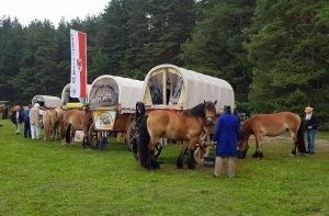 В Латвии остановился идущий из Германии в Россию обоз лошадей