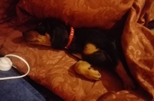 Хозяйке сбитой мотоциклистами собаки подарили щенка