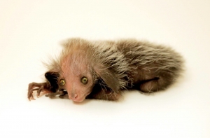 В зоопарке Денвера на свет появилась руконожка