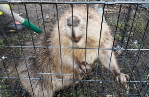 В Олайнском крае бобер «оккупировал» собачью будку