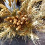 Компас Maxima: урожай зерновых в этом году упал на 40%