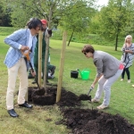 Японский эколог и Rīgas meži высадили в парке Победы «дерево мира»
