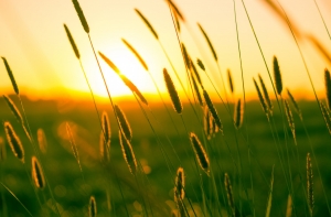 Метеорологическое лето в Риге стало рекордно продолжительным