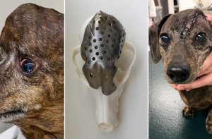 Ветеринары напечатали собаке новый череп на 3D-принтере