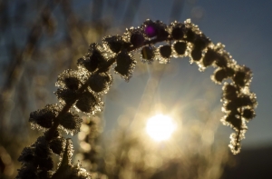 Ближайшей ночью в Латвии ожидаются заморозки