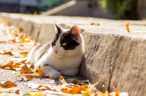 Синоптики рассказали, какая погода будет в Латвии на следующей неделе