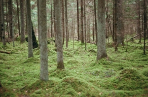 Rīgas meži займется разработкой леса вблизи Закюмуйжи