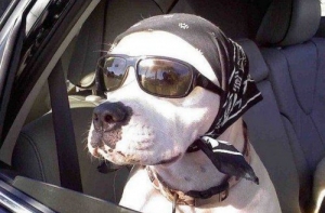 Подборка приколов (36 шт)