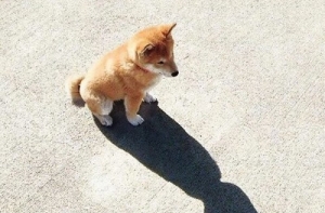 27 прикольных теней, получившихся совершенно случайно