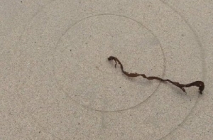 Необыкновенные вещи, которые вы могли не видеть (20 фото)