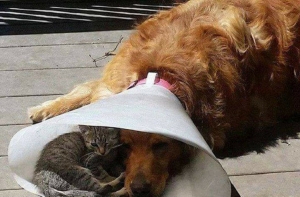 24 фото котанов, пёселей и ко, которые сотрут в порошок плохое настроение