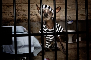 Фотомодель Чини: лучшие идеи образов для собаки