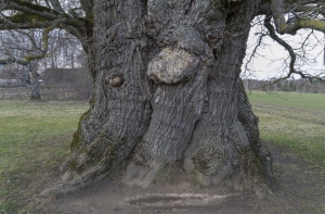 В Курземе стремительно высыхают дубы: деревья поразила опасная болезнь