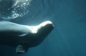 В Британии перенесли праздничный фейерверк из-за белухи в Темзе