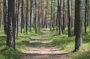 Стало известно, как изменятся рижские леса в ближайшие девять лет