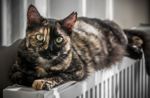 RNP о проблемах с отоплением: ничто не предвещало, что нас завалят жалобами