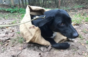 Хозяева, отзовитесь! В Риге кто-то выкинул собаку в мешке на улицу