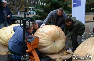 Это рекорд! В Латвии вырастили тыкву весом почти 600 кг