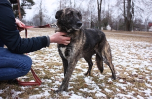 Крик о помощи: в районе Юрмалы пропала собака