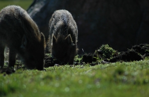 Спасатели помогли провалившимся в колодцы кабанам и коту