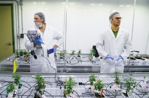 Исследователи: марихуана снижает способность мужчин к зачатию