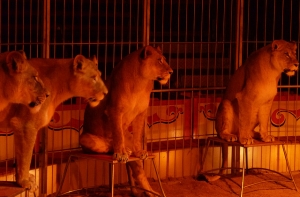 В России цирковая львица напала на девочку